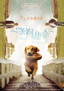 爱黑马的白马